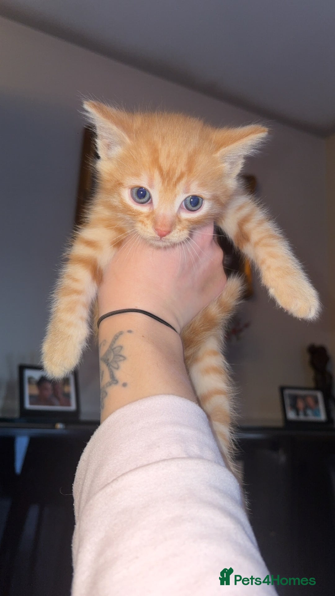 European cats for sale: American shorthair cross European shorthair kitten - Advert 6