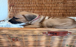 Mixed Breed dogs for sale: Came Corso X Puppies - Image 5