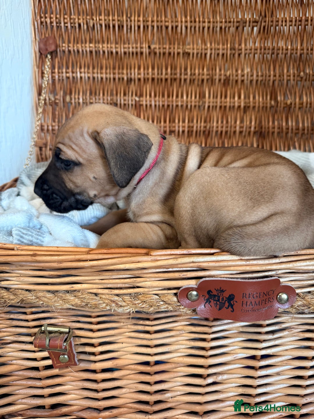 Mixed Breed dogs for sale: Came Corso X Puppies - Image 5