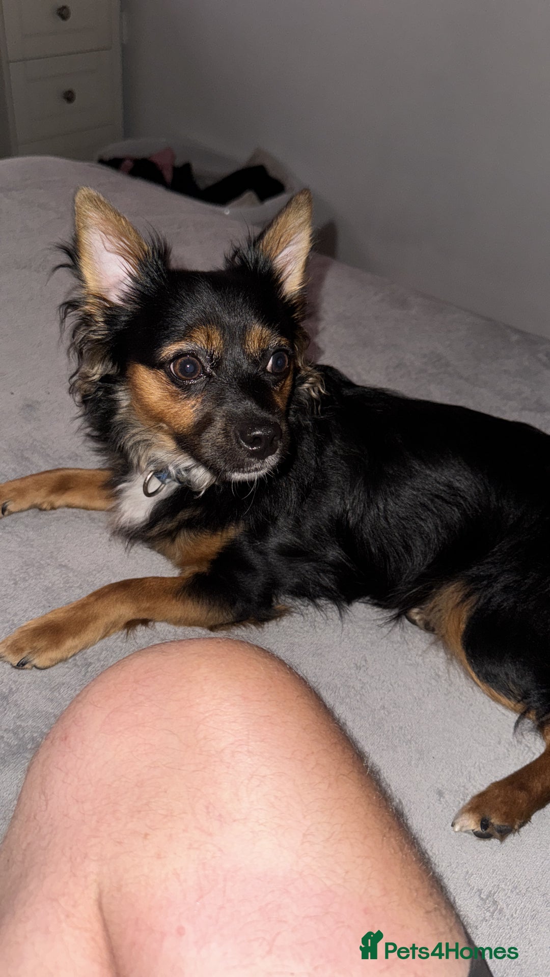 Pomchi dogs for sale: Gizmo - Image 1