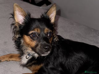 Pomchi dogs - Advert 1