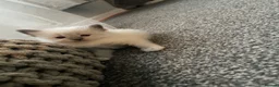 Ragdoll cats for sale: Beautiful ragdolls  - Advert 24