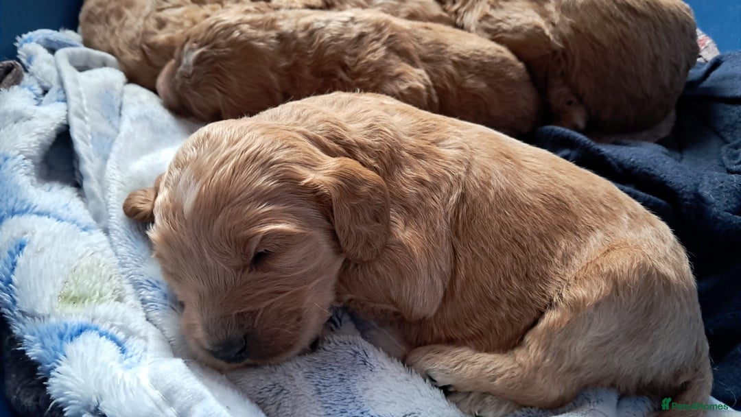 Cockapoo dogs for sale: Beautiful F1 Cockapoo puppies - Image 17