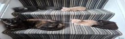 Mixed Breed cats for sale: FLUFFY MAINE COON CROSS KITTENS - Advert 31