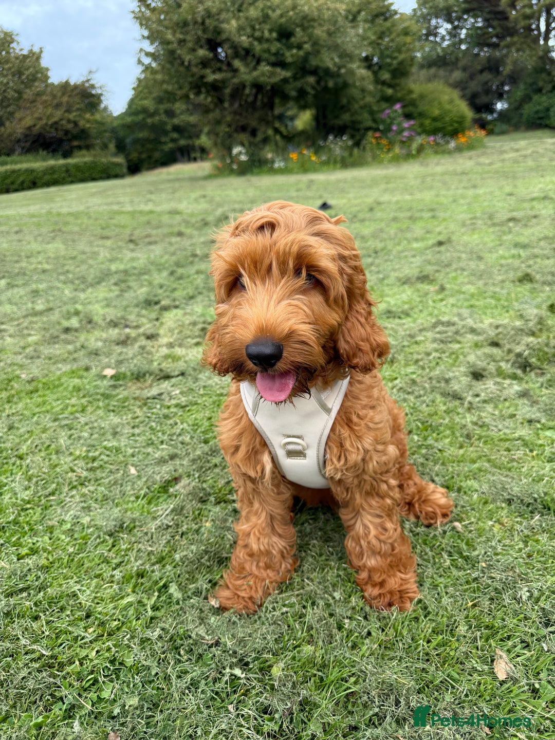 Cockapoo dogs for sale: F1 cockapoo Charlie 🩵 - Image 3