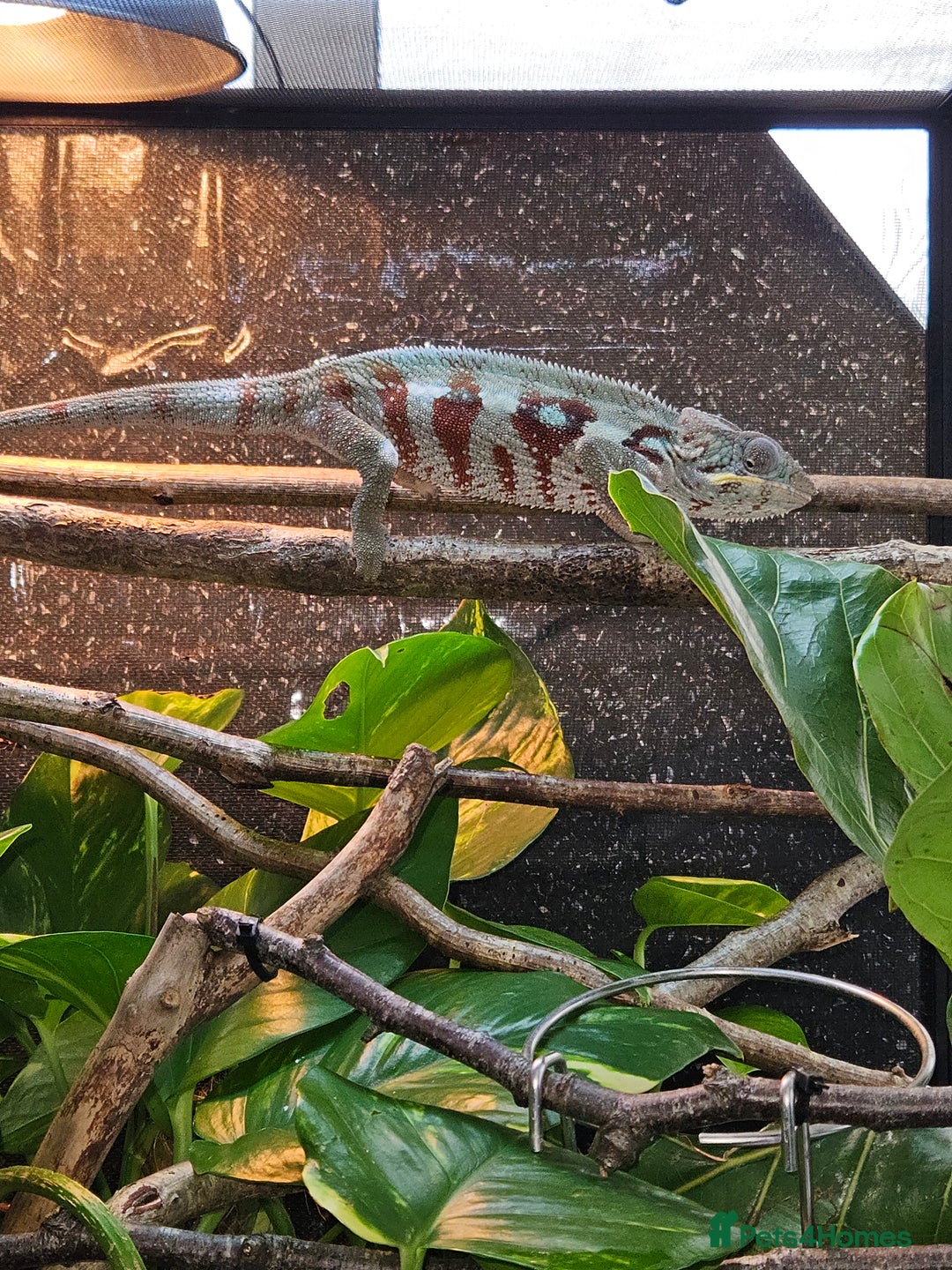 Chameleon reptiles for sale: Rare Nosy Boraha, Male, Panther Chameleon - Image 8