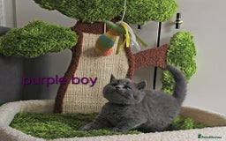 British Shorthair cats for sale: British Shorthair (last girl left) - Image 25