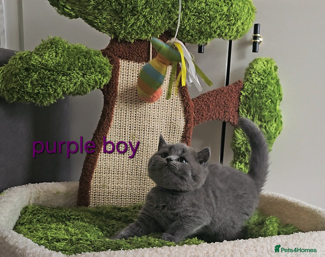 British Shorthair cats for sale: British Shorthair (last girl left) - Image 25