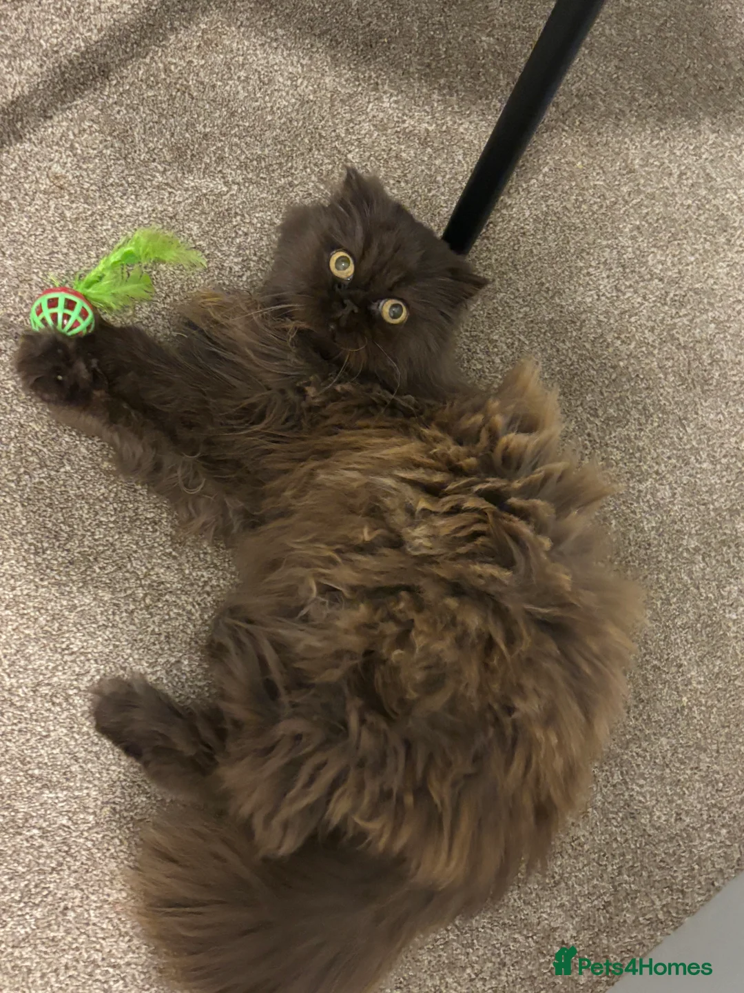 Persian cats for sale: Re-homing female Persian  - Advert 3