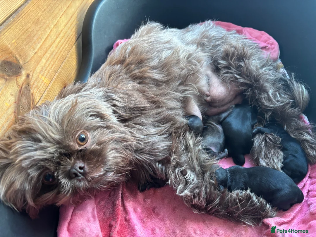 Shih Tzu dogs for sale: Imperial Shih Tzu girl  - Advert 1