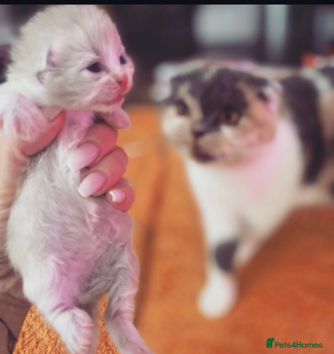 British Shorthair cats for stud: 🐻Gorgeous lilac Bsh stud 🐻 - Advert 10