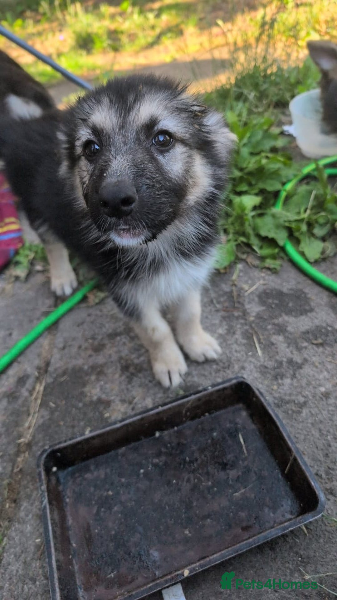 Shepsky dogs for sale: Shepski puppies in Liverpool - Image 31