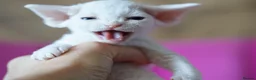 Devon Rex cats for sale: ❤️ Pure Line Devon Rex Kittens Available ❤️ - Advert 39