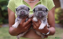 French Bulldog dogs for sale: French bulldogs fluffys  - Image 1