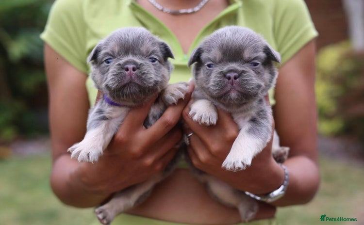 French Bulldog dogs - Advert 18