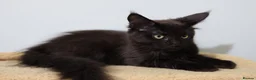 Maine Coon cats for sale: Maine Coons ready now - Advert 19