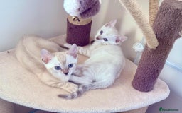 Bengal cats for sale: TICA registered bengal kittens - Image 1