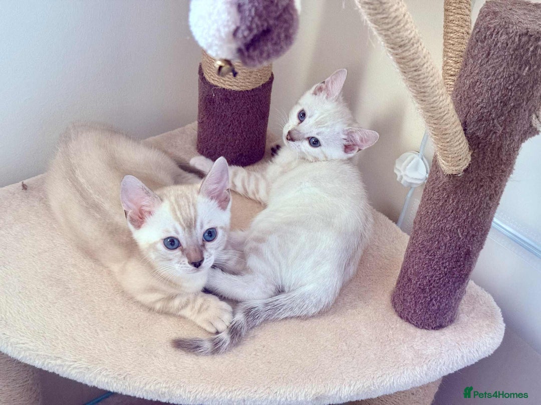 Bengal cats for sale: TICA registered bengal kittens - Image 1