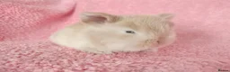 Mini Lop rabbits for sale: Baby mini lops for sale  - Advert 5