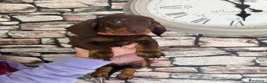 Dachshund Puppy 3