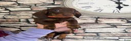 Dachshund dogs for sale: 3 male dachshund puppies   in Bridgend - Advert 1