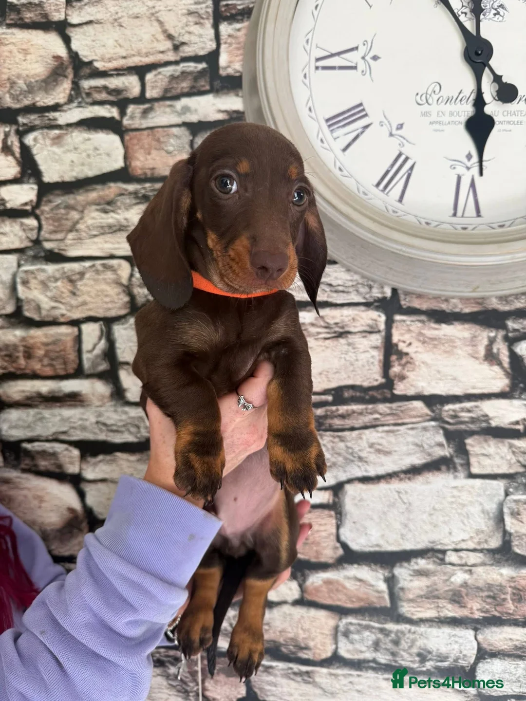 Dachshund dogs for sale: 3 male dachshund puppies   in Bridgend - Advert 1