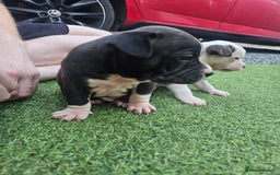Staffordshire Bull Terrier dogs for sale: Beautiful Staffies looking for a good home - Image 3