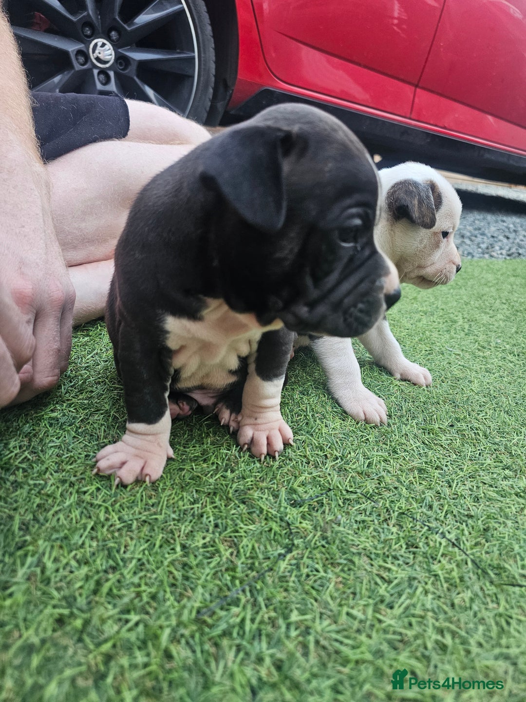 Staffordshire Bull Terrier dogs for sale: Beautiful Staffies looking for a good home - Image 3