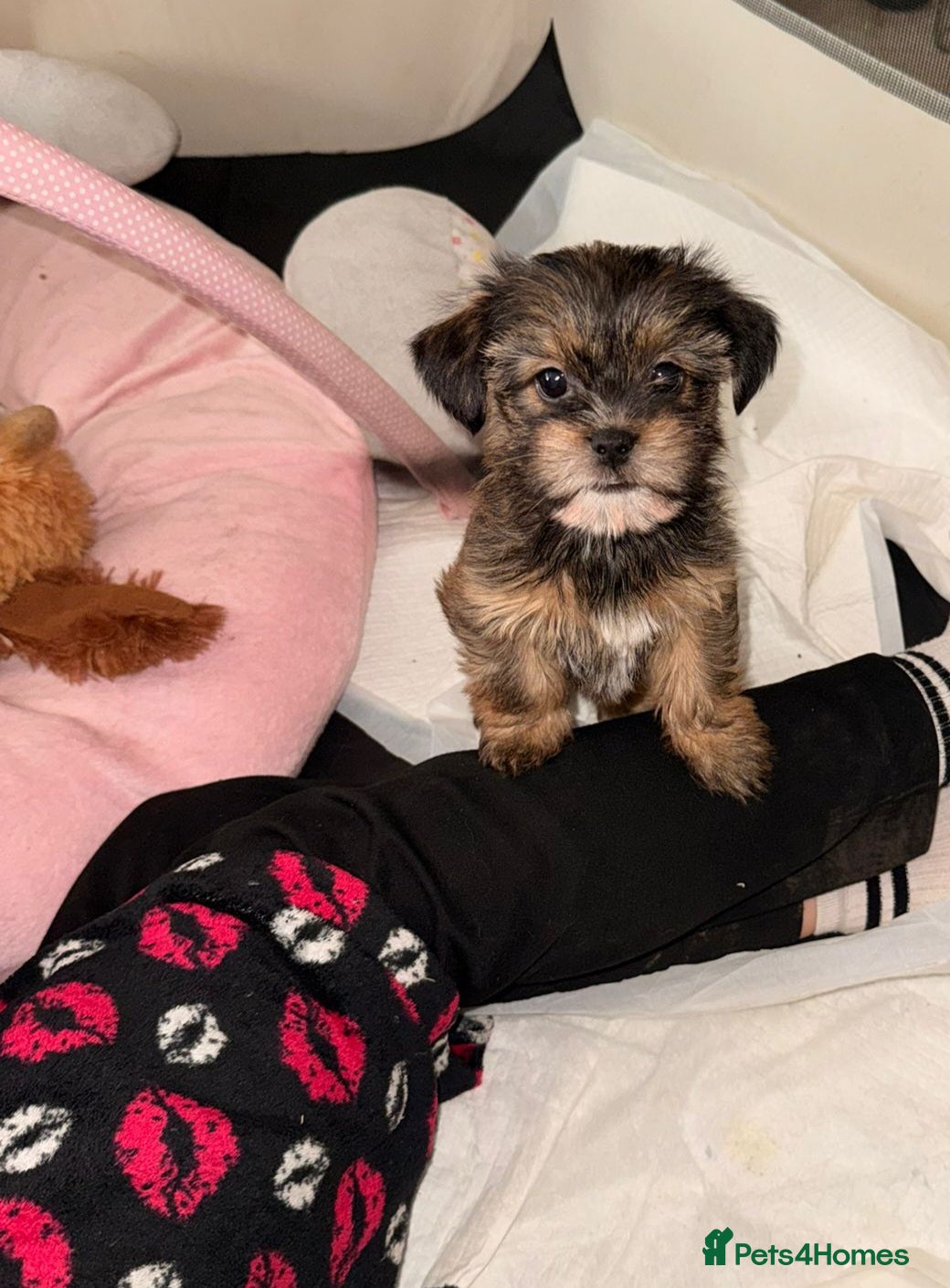 Shorkie dogs Beautiful shorkie babies  - Advert 11