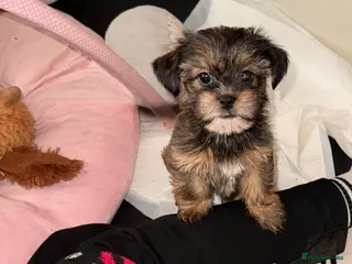 Shorkie dogs Beautiful shorkie babies - Advert 11