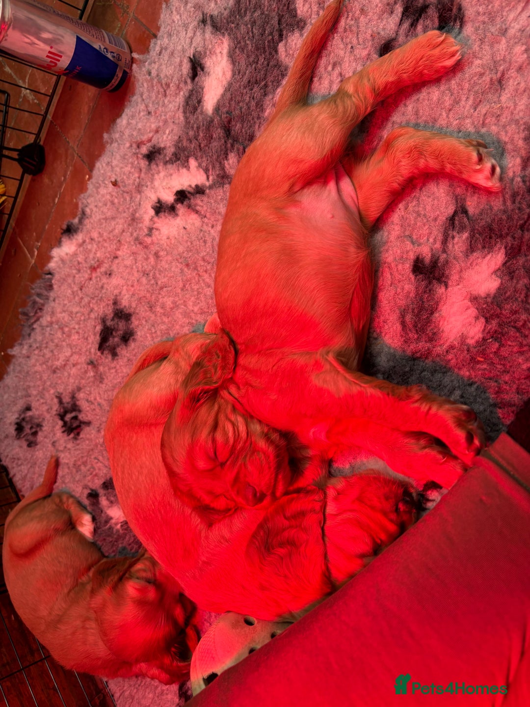 Cocker Spaniel dogs for sale: Golden Cocker spaniel puppies working bred  - Advert 16