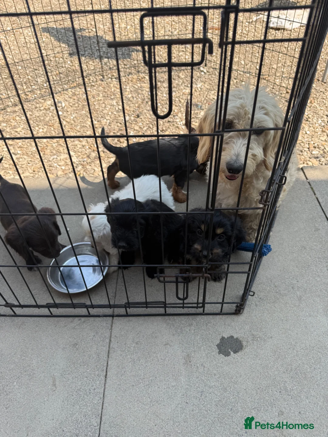 Cocker Spaniel dogs for sale: Cocker spaniel pups  - Advert 1