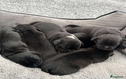Staffordshire Bull Terrier dogs for sale: Champion lines Staffordshire Bull terrier puppies - Image 7