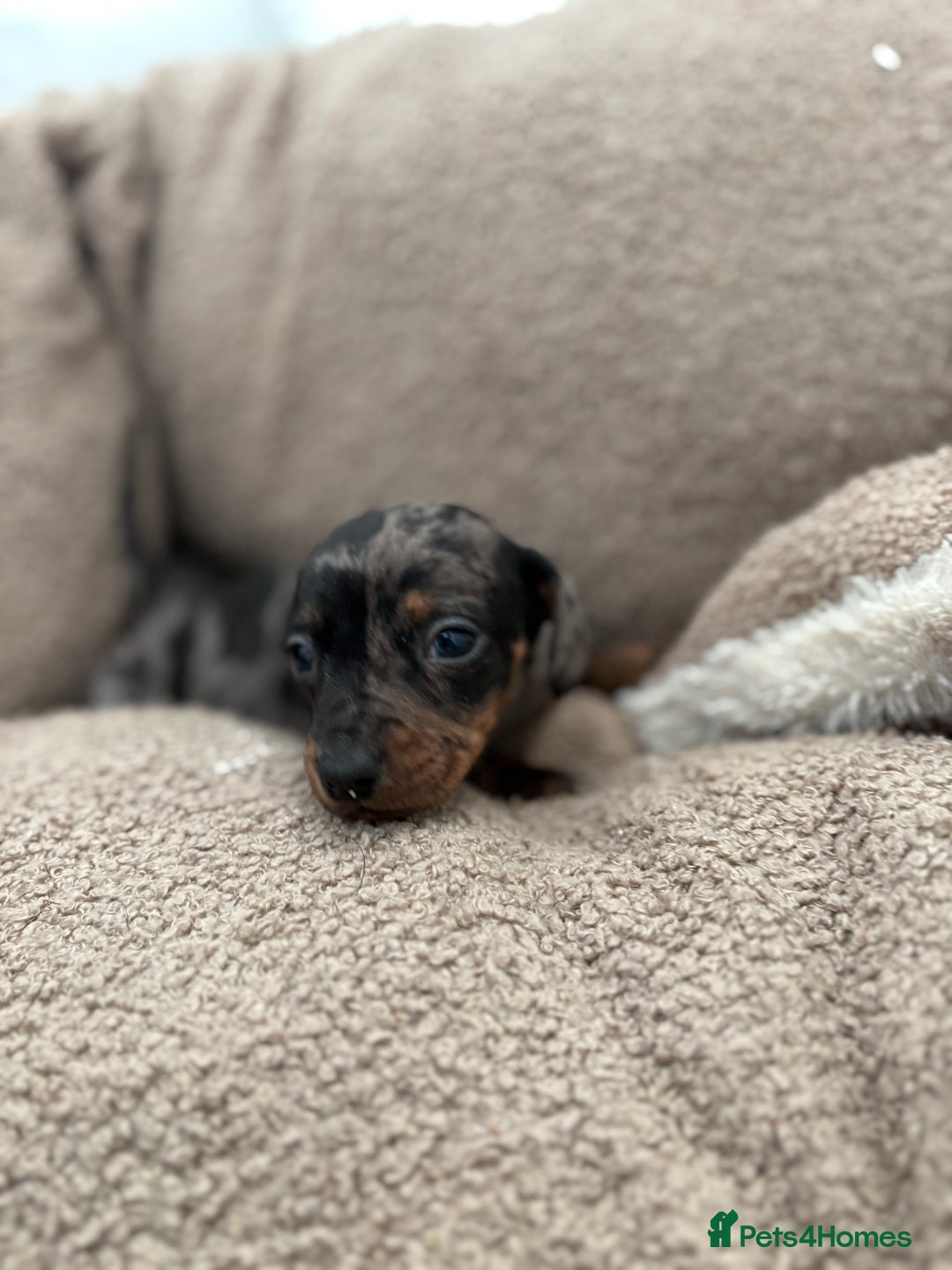 Miniature Dachshund dogs for sale: 3 Miniature dachshunds ⭐️1 GIRL, 2 BOYS⭐️ - Advert 10