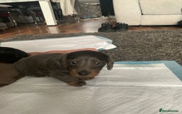 Dachshund dogs for sale: Dachshund - Image 17