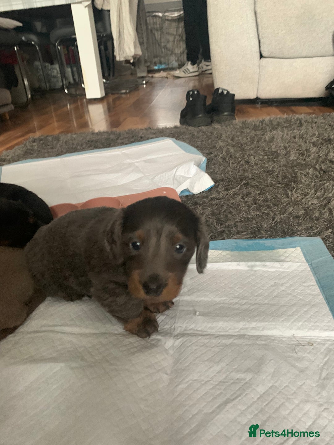 Dachshund dogs for sale: Dachshund - Image 17