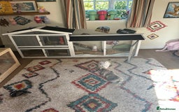 Mixed Breed rabbits for sale: Two beautiful brothers plus equipment  - Image 3
