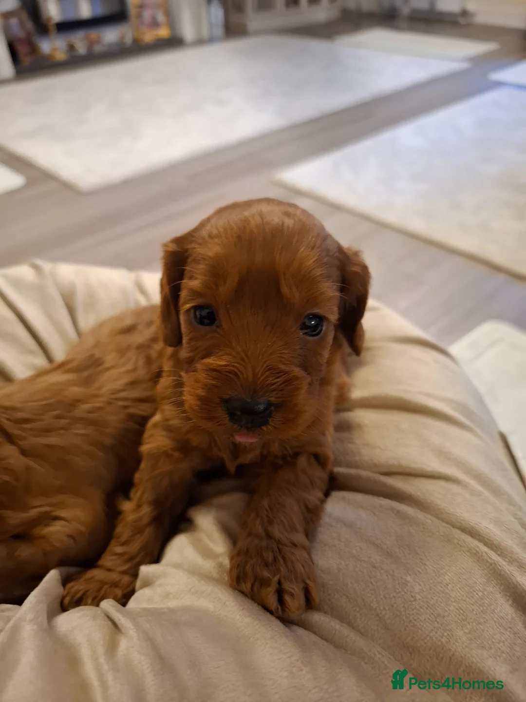 Cockapoo dogs for sale: Cockapoo pups - Advert 12