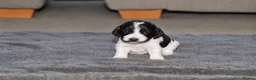 Cocker Spaniel dogs for sale: 🐾 Beautiful Cocker Spaniel Puppies 🐾 in Bradford - Advert 4