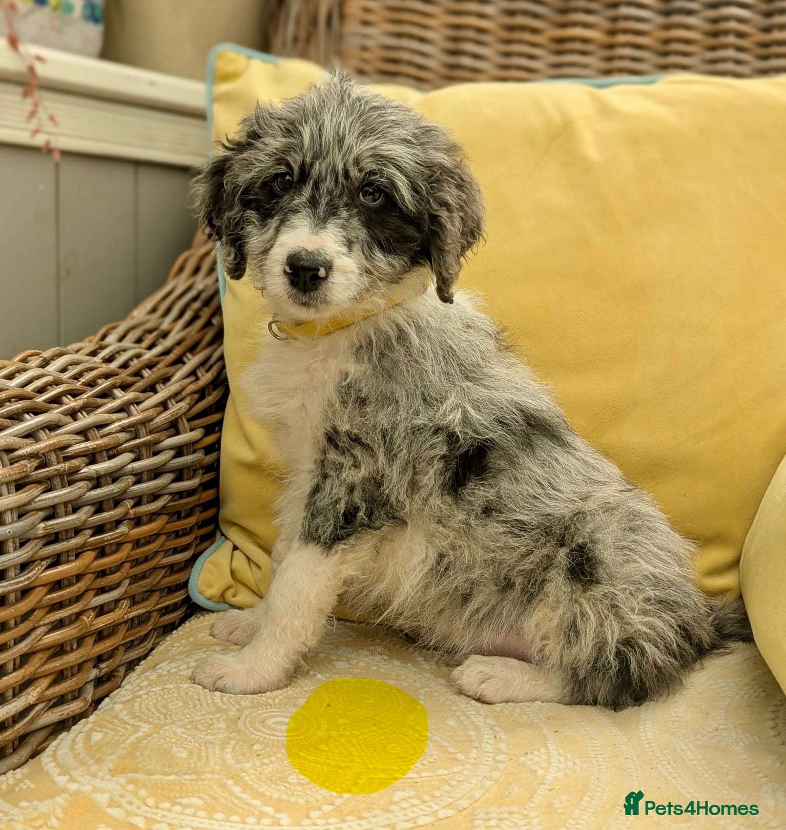 Bordoodle dogs for sale: Standard Bordoodle puppies- ready now - Advert 14