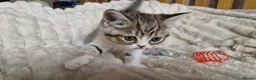 Exotic cats for sale: 4 beautiful exotic x kittens - Advert 17