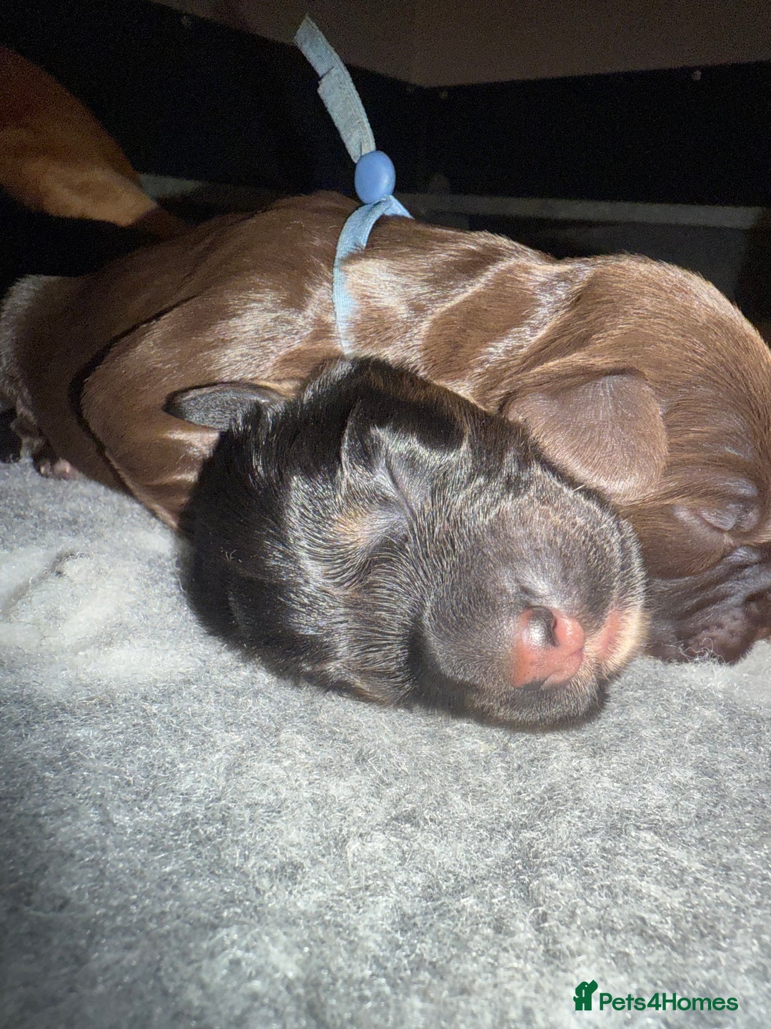 Cocker Spaniel dogs for sale: Cocker Spaniel Puppies - Image 17