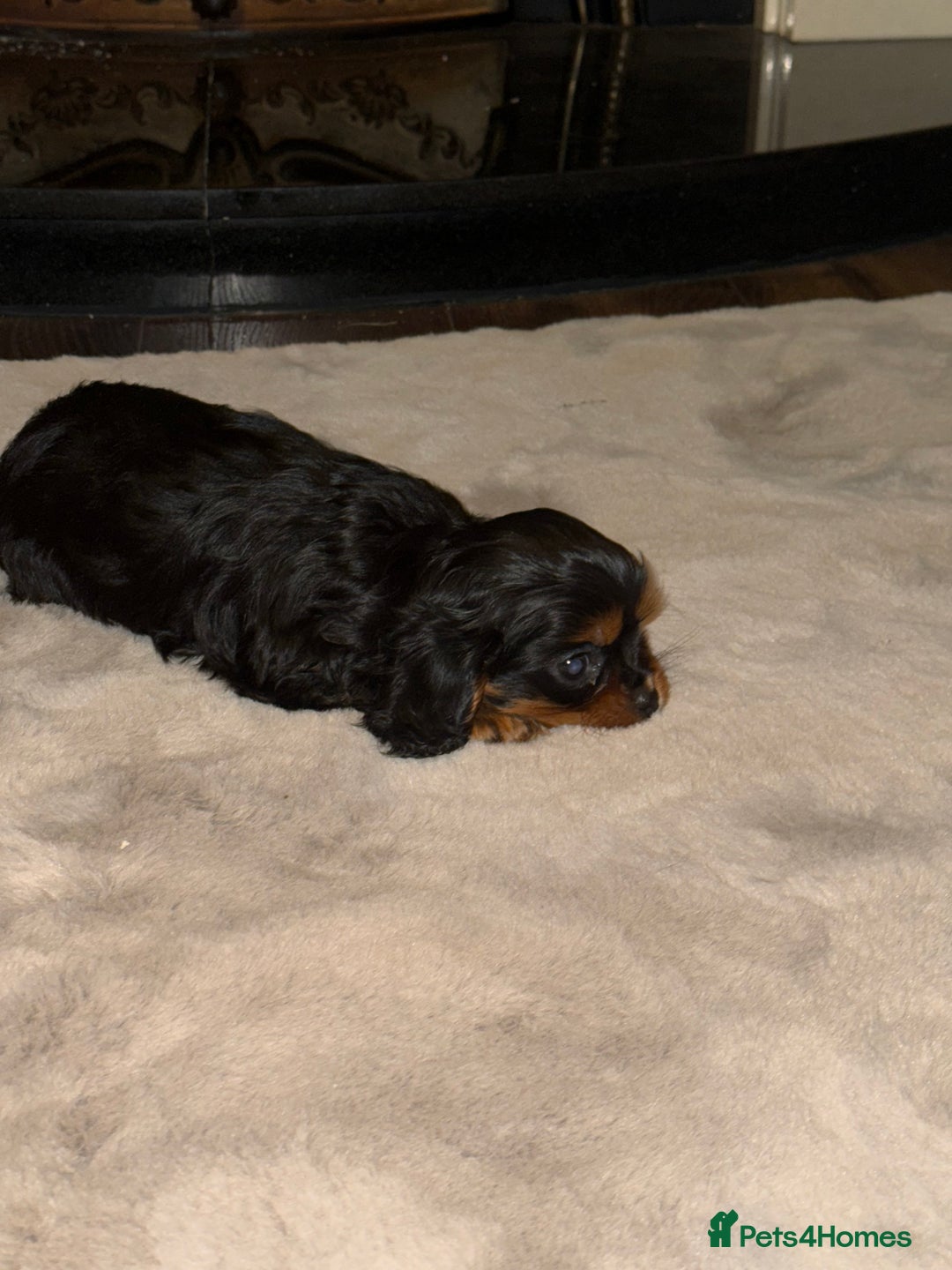 Cavalier King Charles Spaniel dogs for sale: Cavalier King Charles - Advert 5