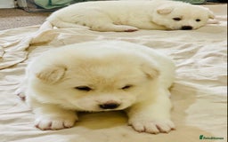 Japanese Akita Inu dogs for sale: Beautiful Japanese Akita Inu Puppies 2boys/2girls - Image 3