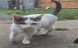 Mixed Breed cats for sale: Mix breed 2 kittens to rehome  - Image 5