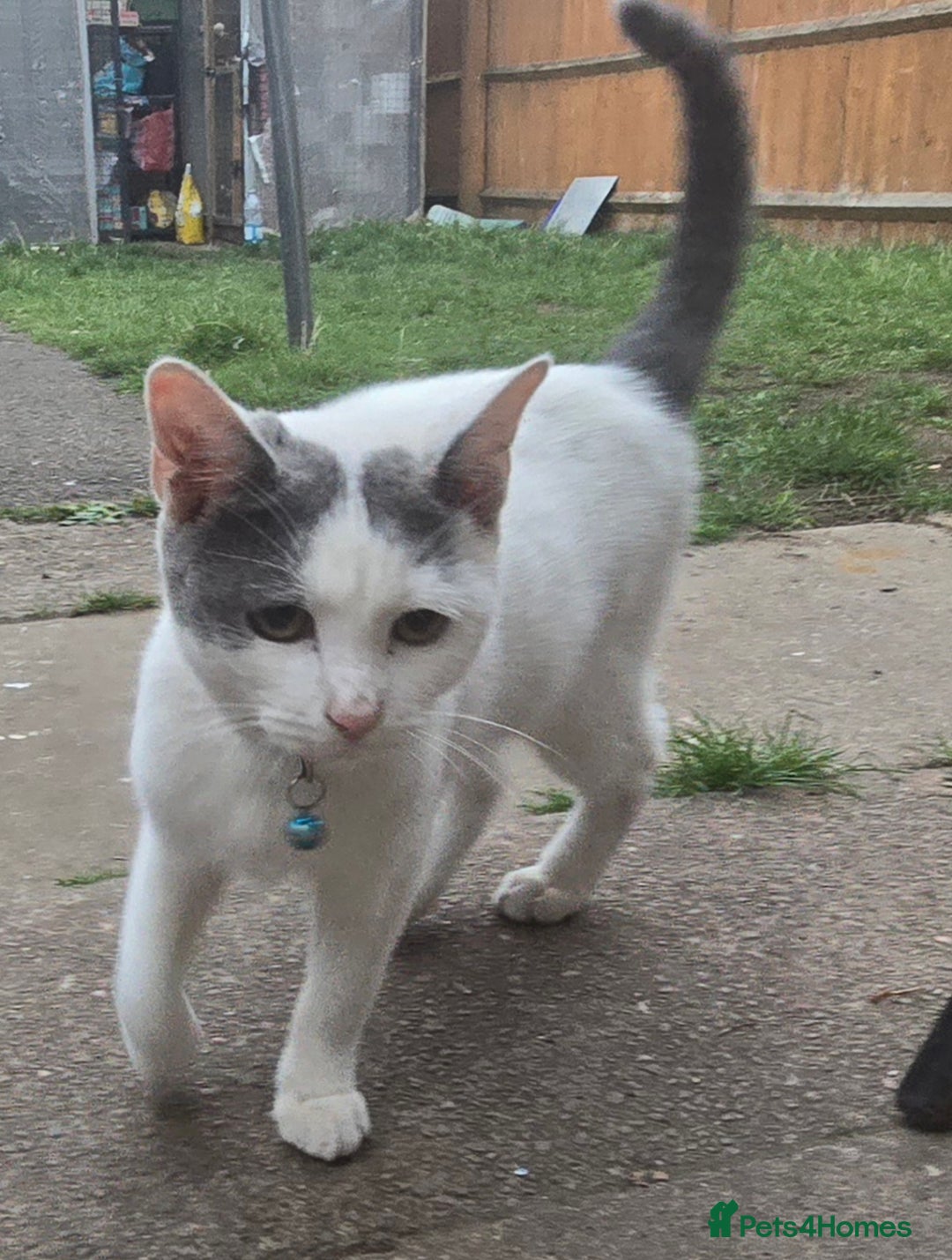 Mixed Breed cats for sale: Mix breed 2 kittens to rehome  - Image 5