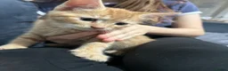 Domestic Shorthair cats for sale: 5 Beautiful kittens, READY TO GO!  - Advert 20