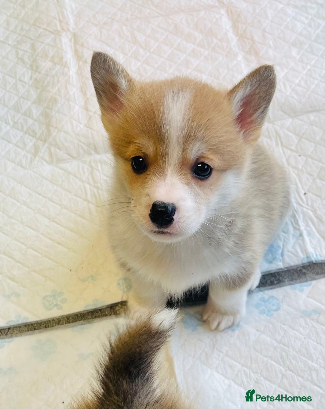 Welsh Corgi Pembroke dogs for sale: Beautiful Corgi Boy Puppies - Advert 4