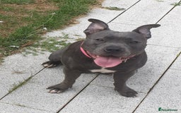 Staffordshire Bull Terrier dogs for sale: Beautiful female staffy puppy - Image 6
