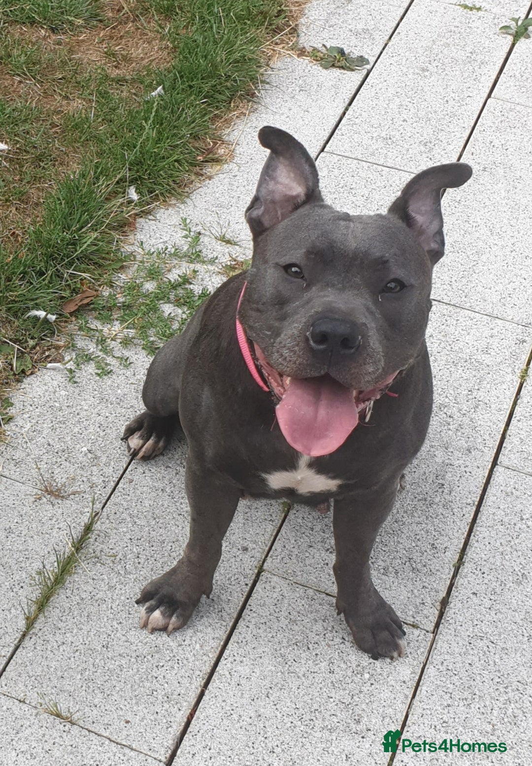 Staffordshire Bull Terrier dogs for sale: Beautiful female staffy puppy - Image 6